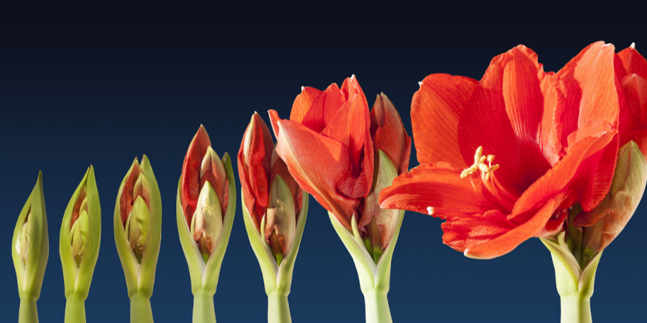 Sekwencja - zdjęcia rośliny od pąka do pełnego rozkwitu.