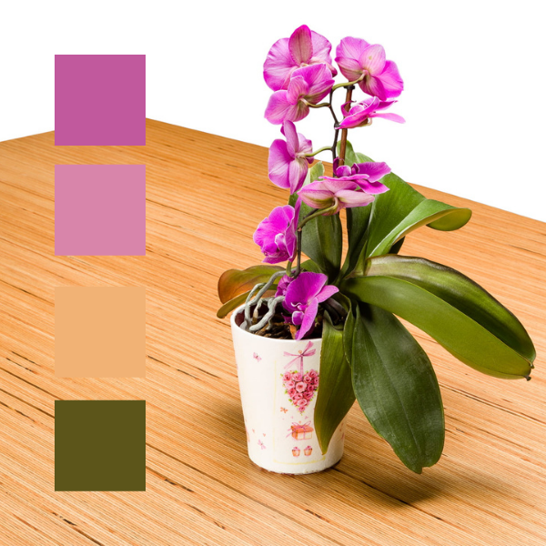 Fotografia produktowa - zdjęcie storczyka z próbkami kolorów.